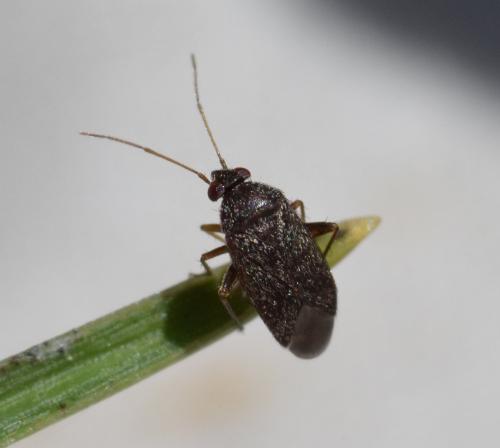 Réf. 184 559 : Phoenicocoris obscurellus